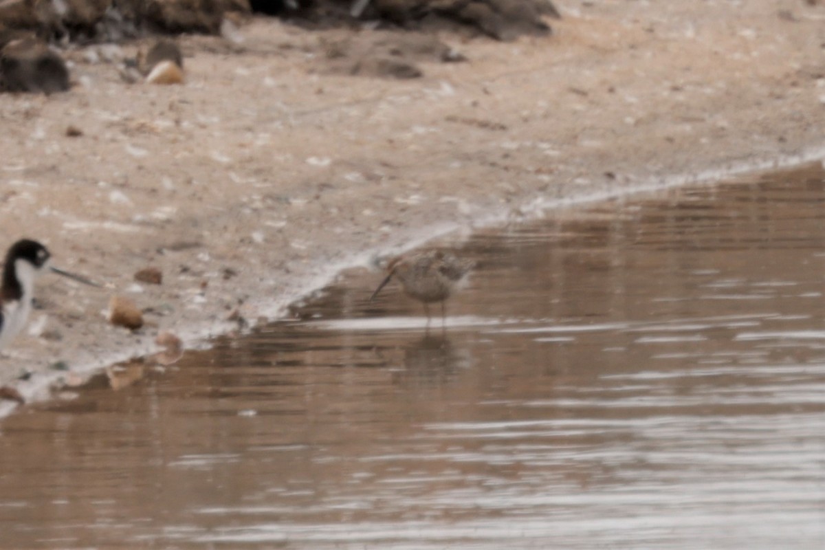 Stilt Sandpiper - ML638981411