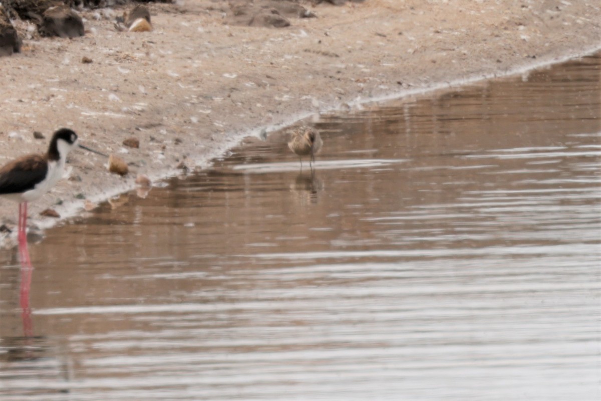 Stilt Sandpiper - ML638981413