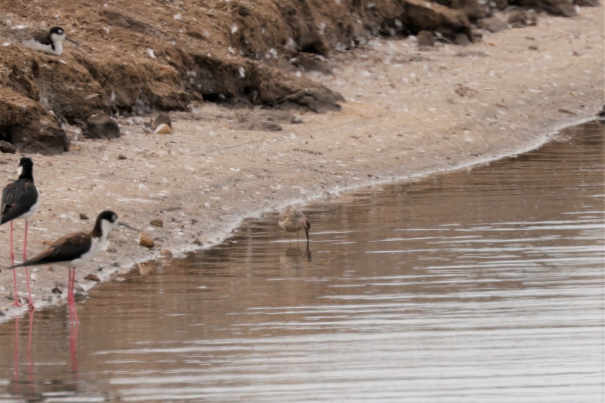 Stilt Sandpiper - ML638981414