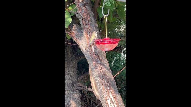 Black-chinned Hummingbird - ML638981433