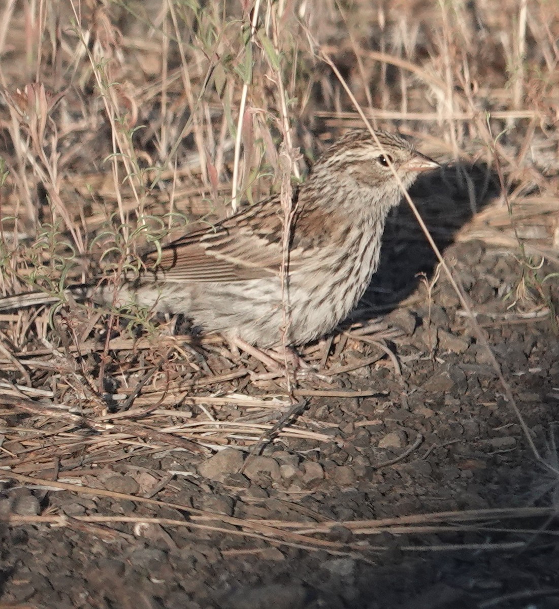 Chipping Sparrow - ML638981438