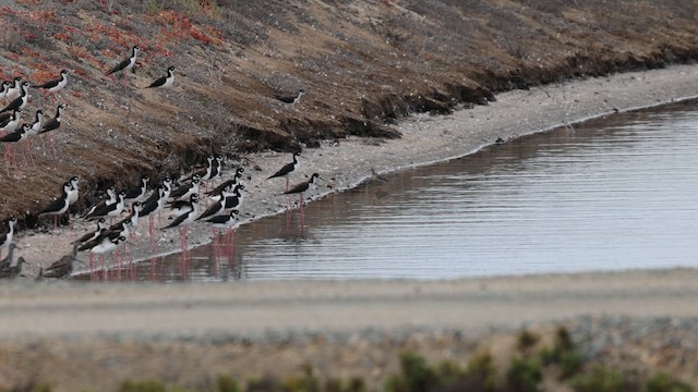 Black-necked Stilt (Black-necked) - ML638981450