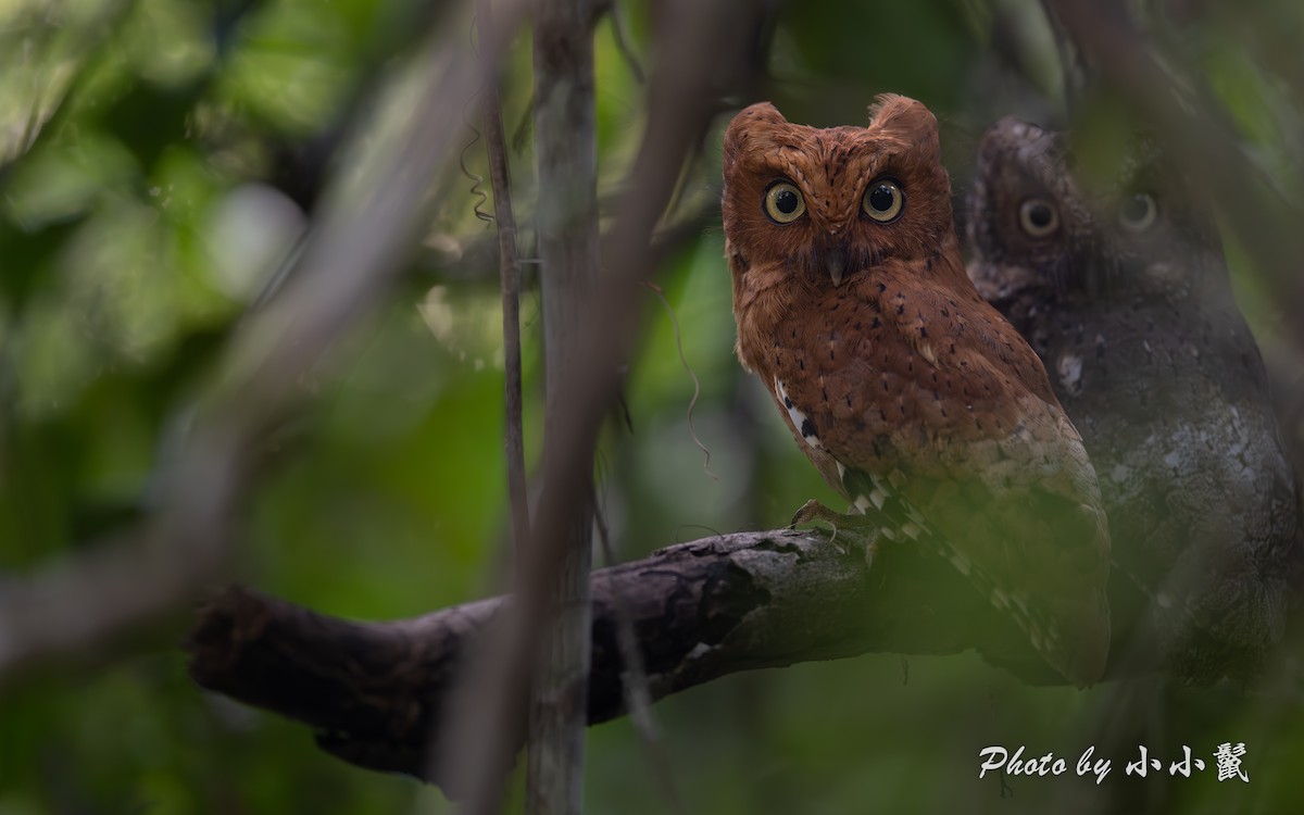 Sokoke Scops-Owl - ML638981468