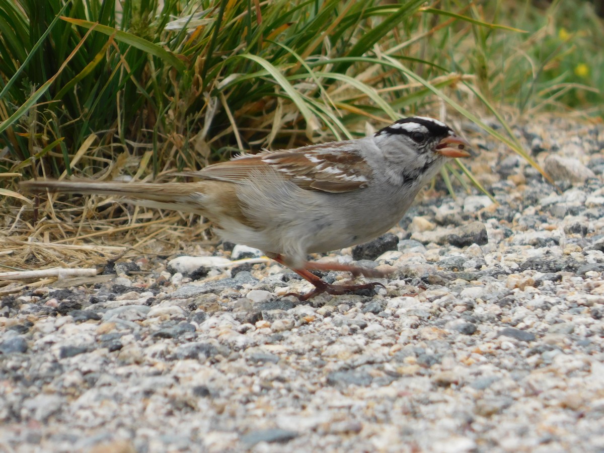 White-crowned Sparrow - ML638981487