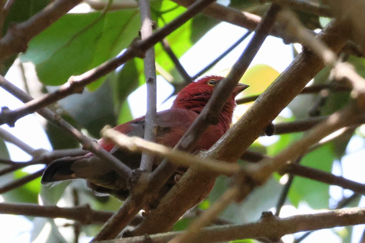 Red-billed Firefinch - ML638981511