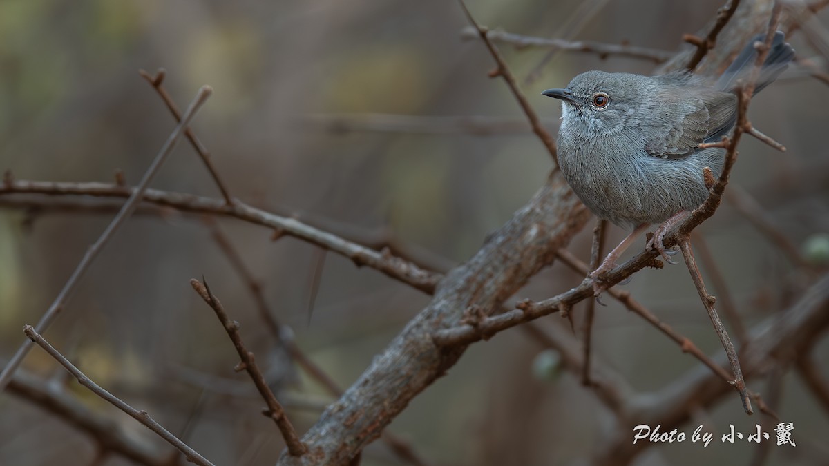 Gray Wren-Warbler - ML638981528