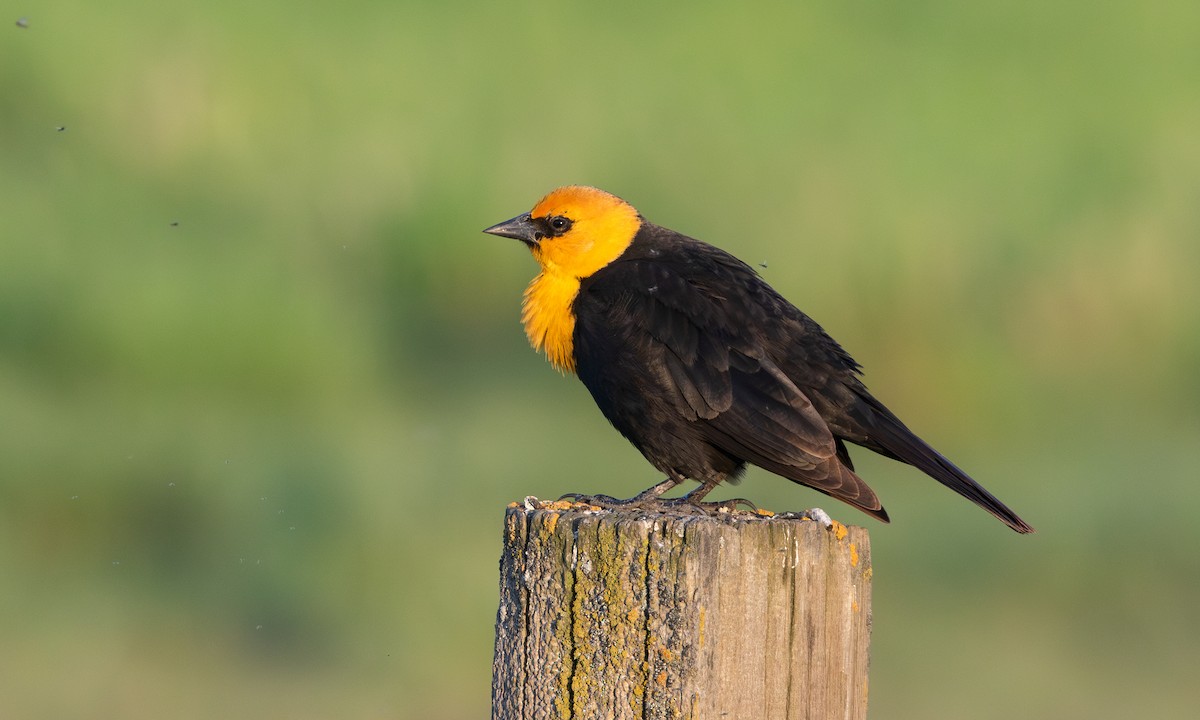 Yellow-headed Blackbird - ML638981539