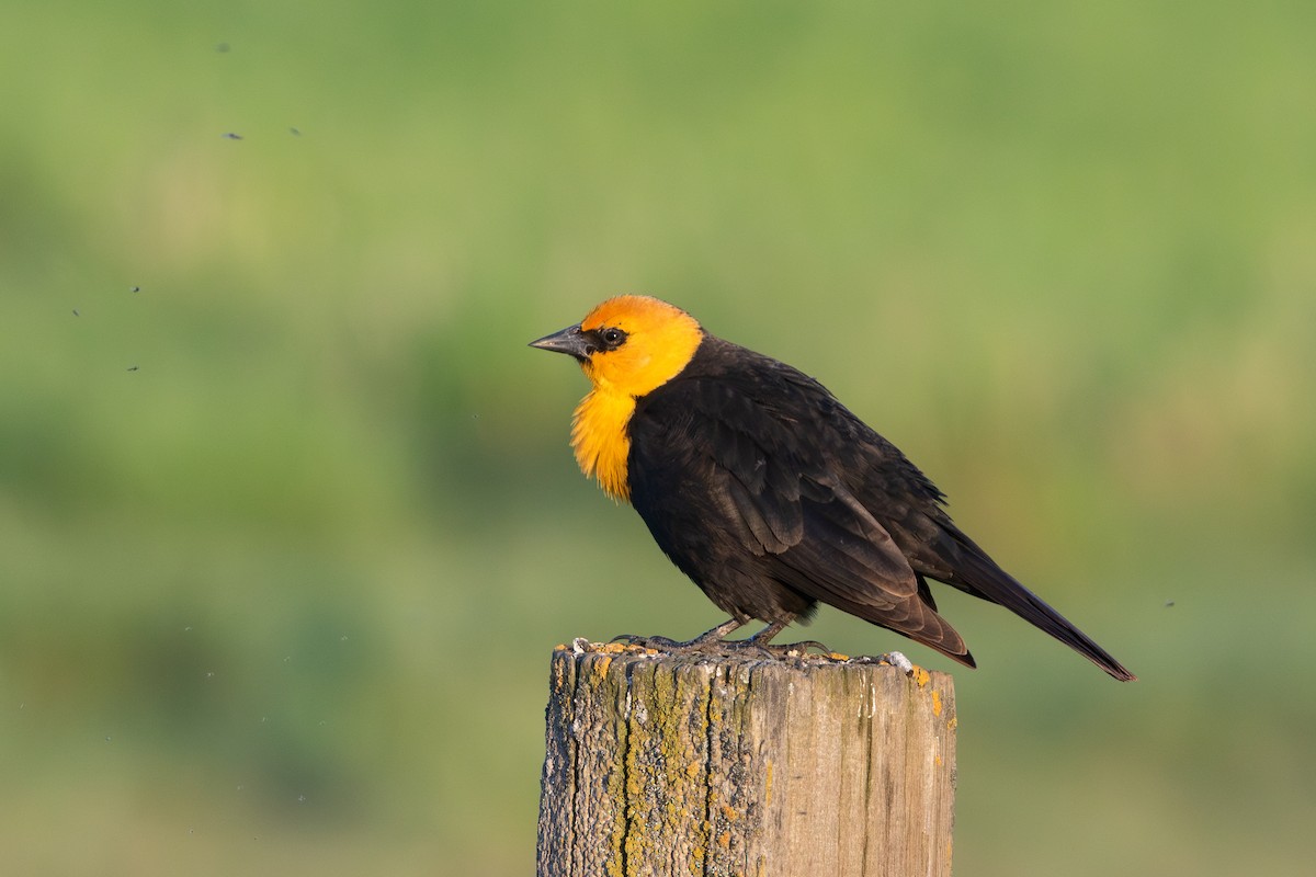 Yellow-headed Blackbird - ML638981541