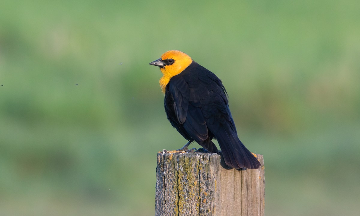 Yellow-headed Blackbird - ML638981543