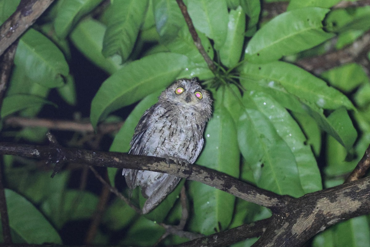 Sulawesi Scops-Owl - ML638981548