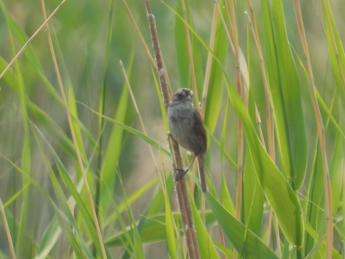 Swamp Sparrow - ML638981594
