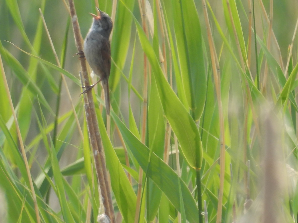 Swamp Sparrow - ML638981595