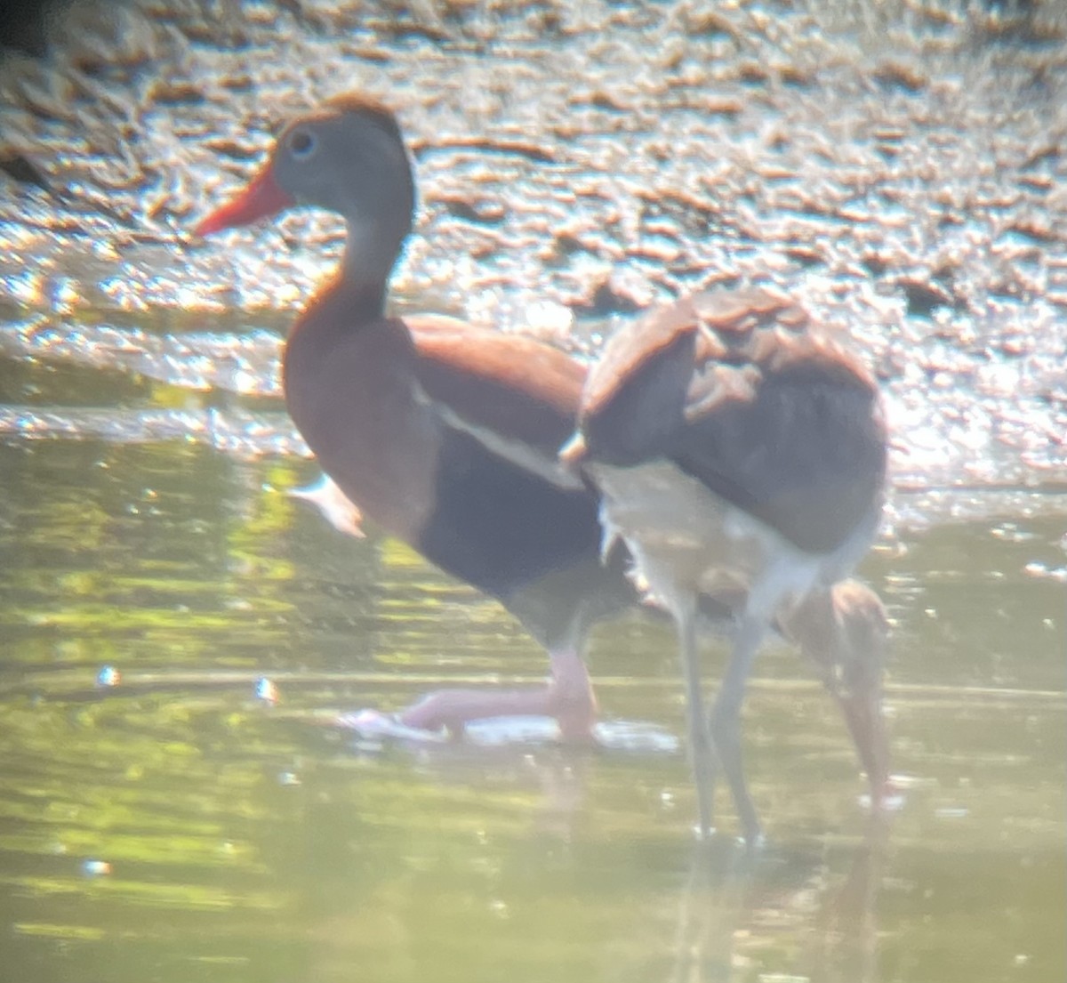 Black-bellied Whistling-Duck - ML638981598