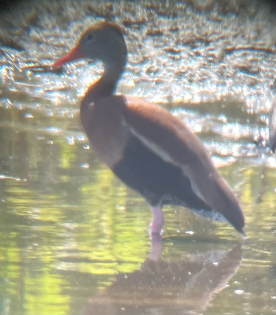 Black-bellied Whistling-Duck - ML638981599