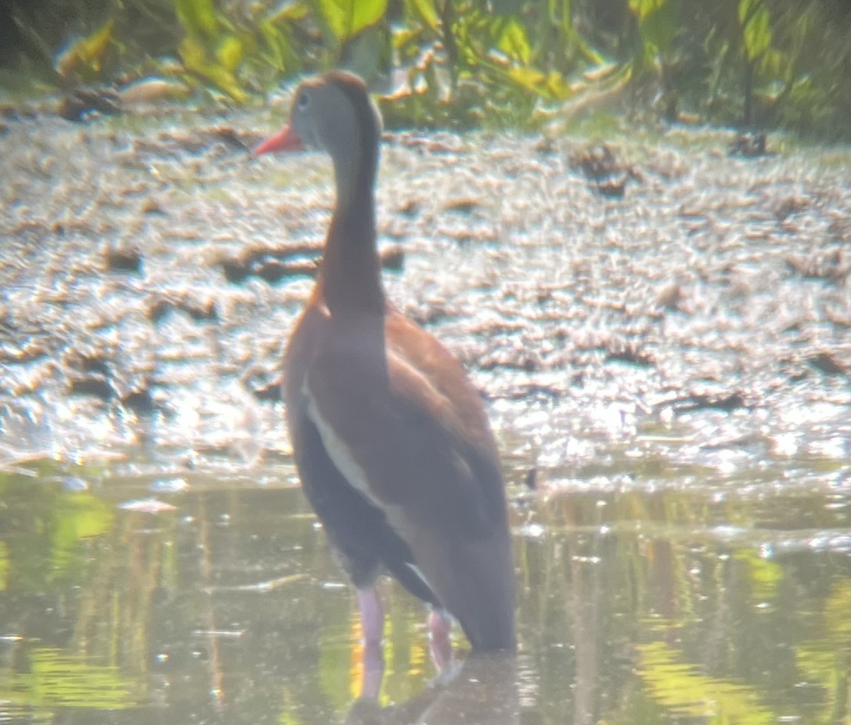 Black-bellied Whistling-Duck - ML638981600