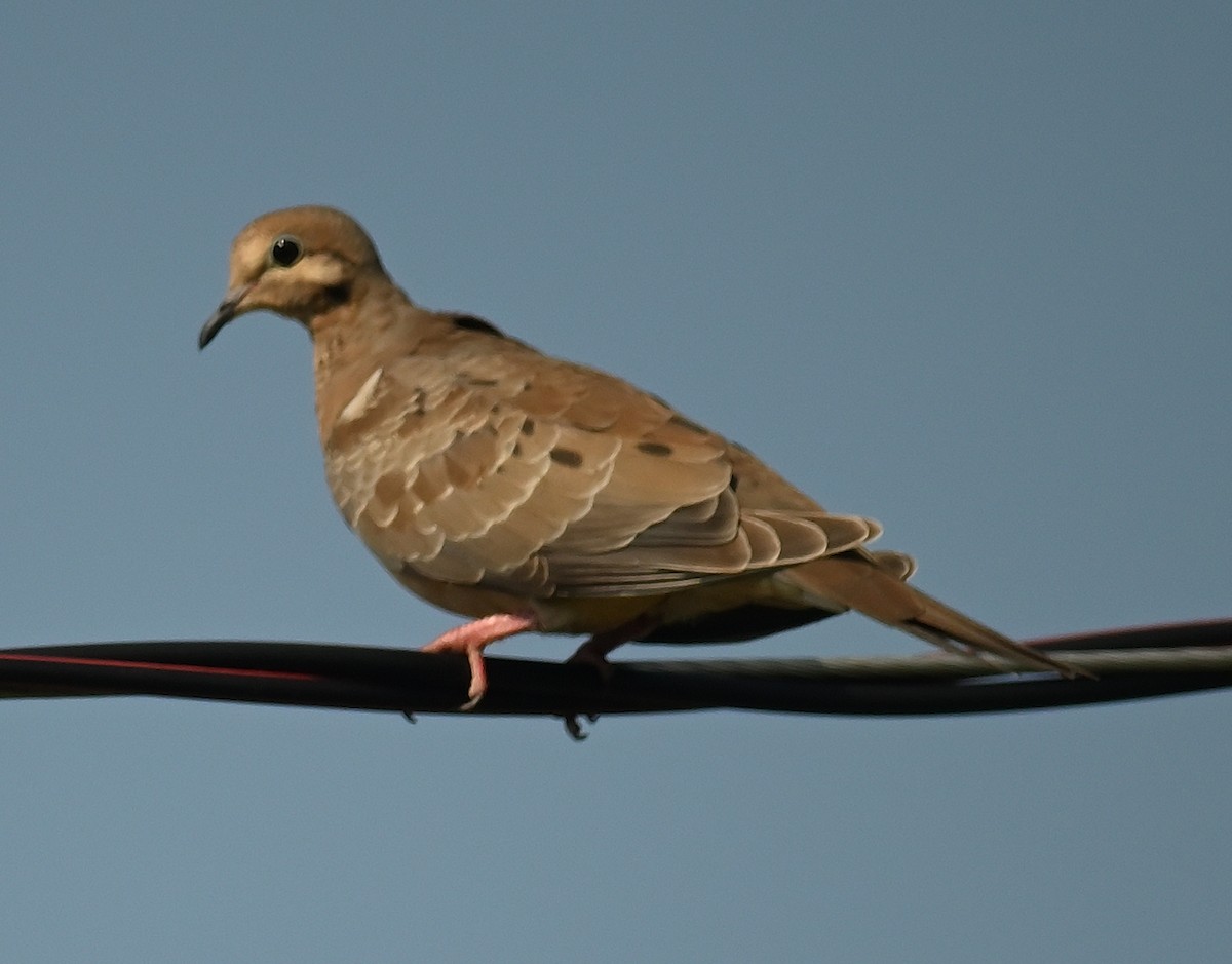 Mourning Dove - ML638981613