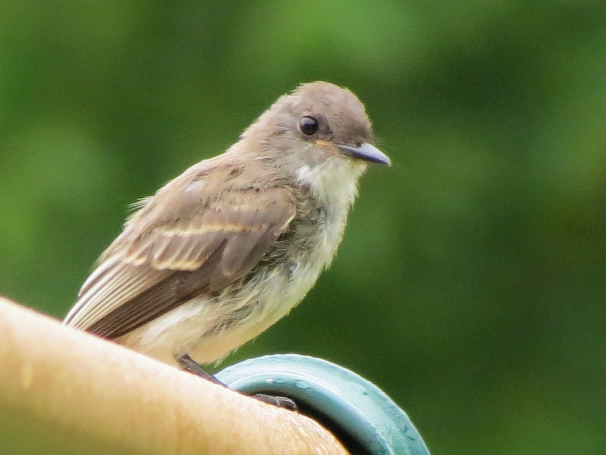 Eastern Phoebe - ML638981617