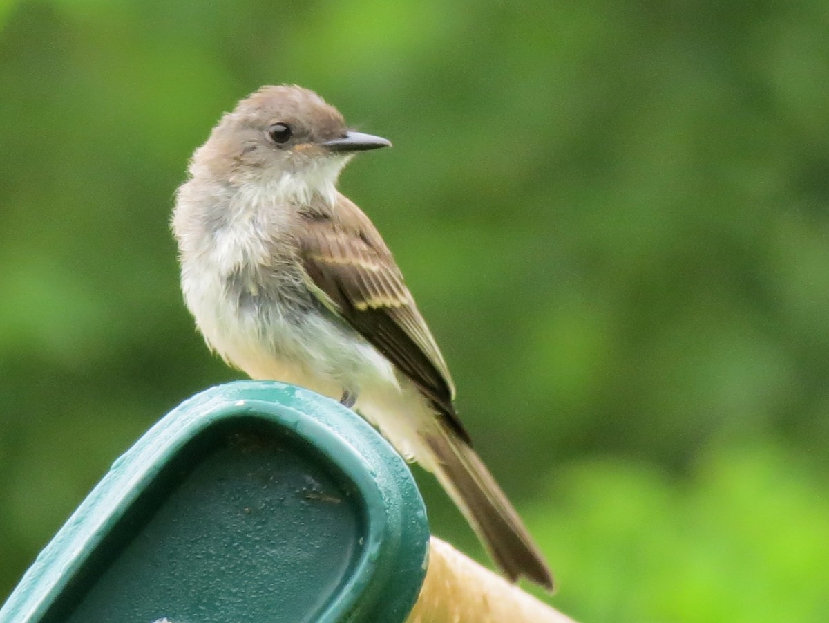 Eastern Phoebe - ML638981620