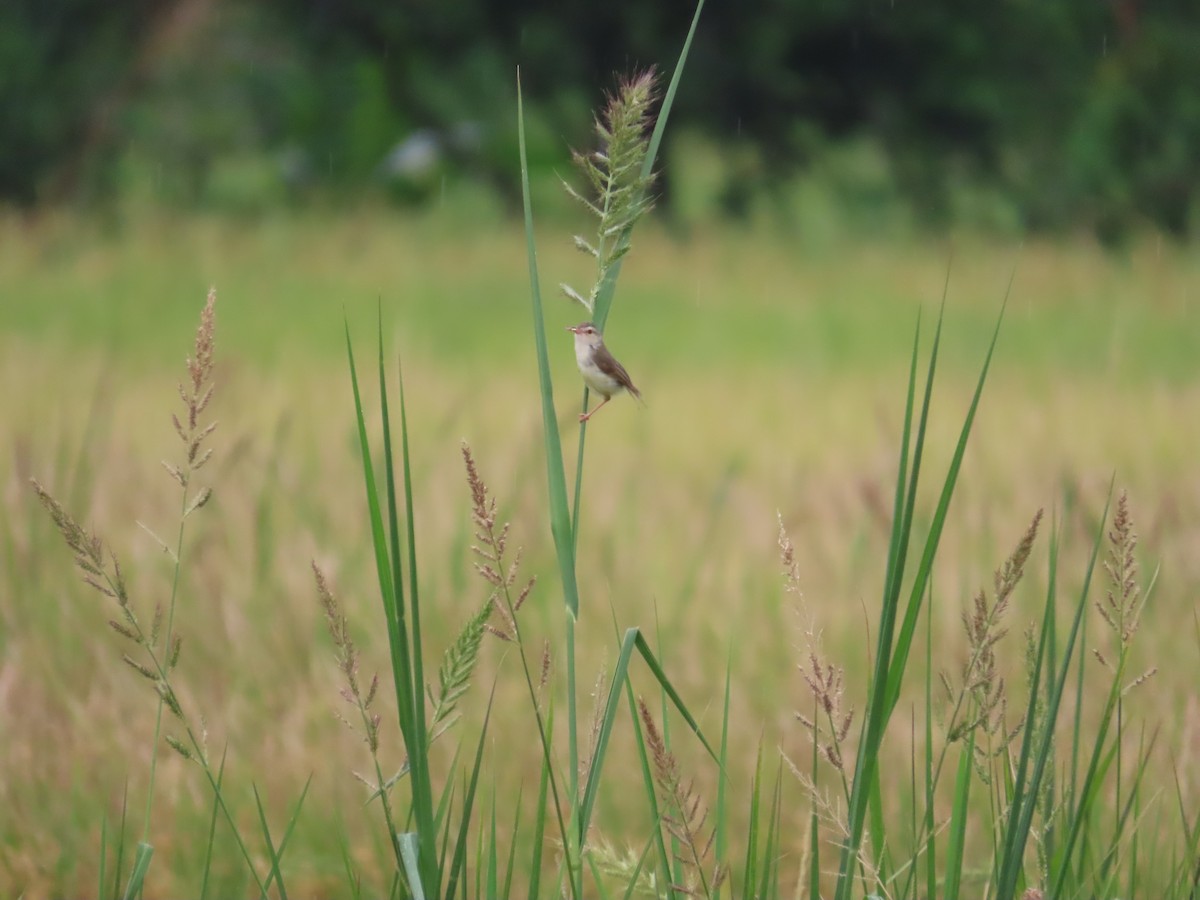 Plain Prinia - ML638981678
