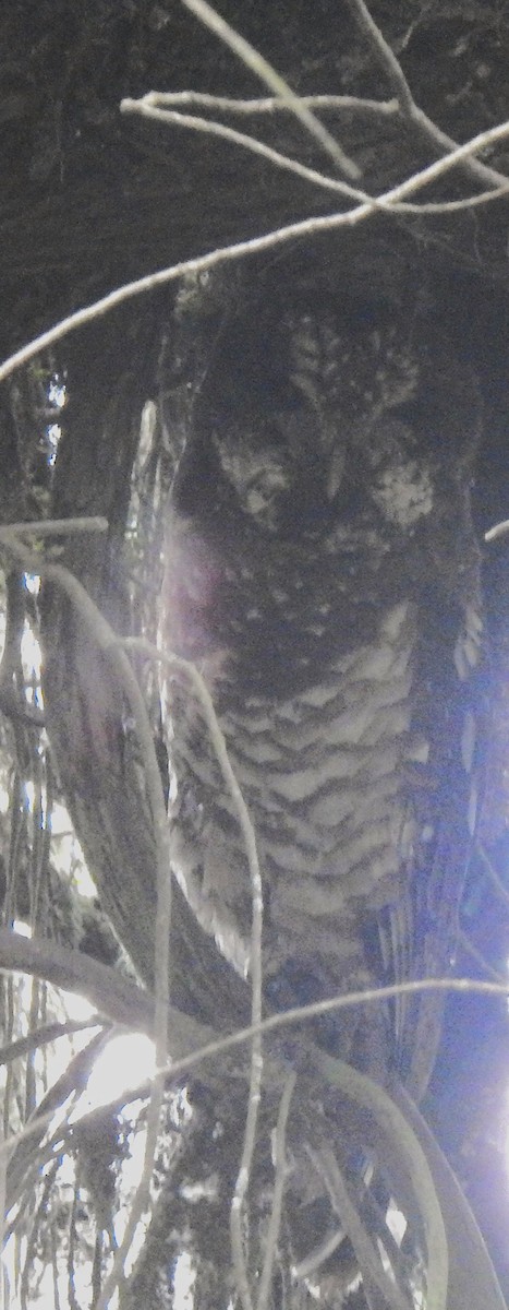 African Wood-Owl - ML638981679