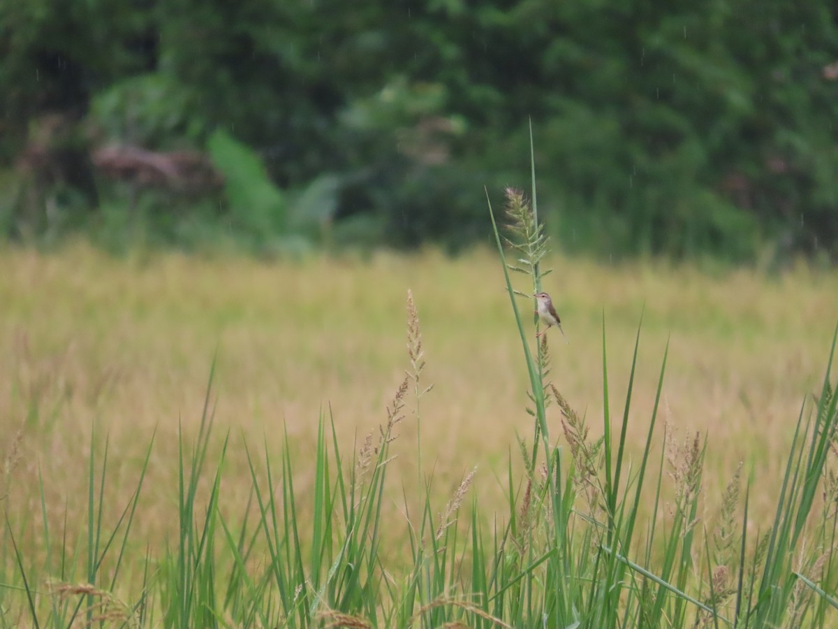 Plain Prinia - ML638981680