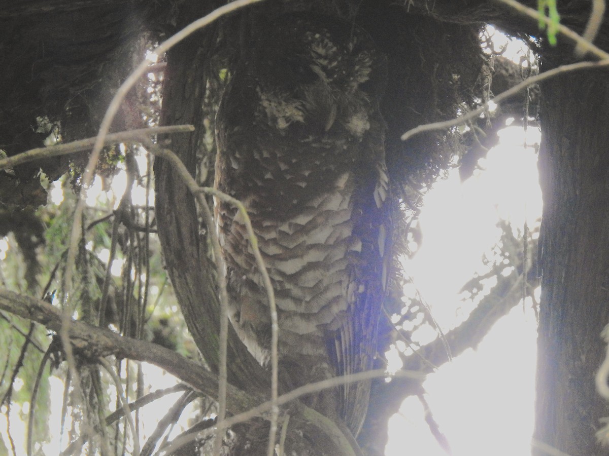 African Wood-Owl - ML638981681