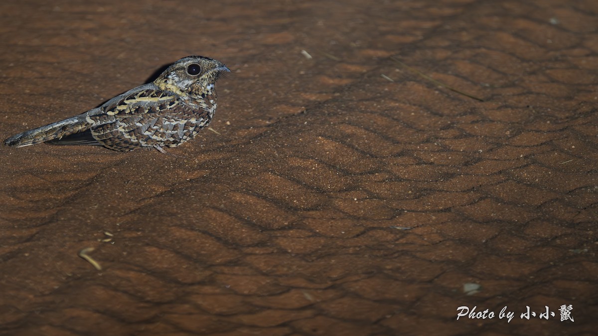 Donaldson Smith's Nightjar - ML638981682
