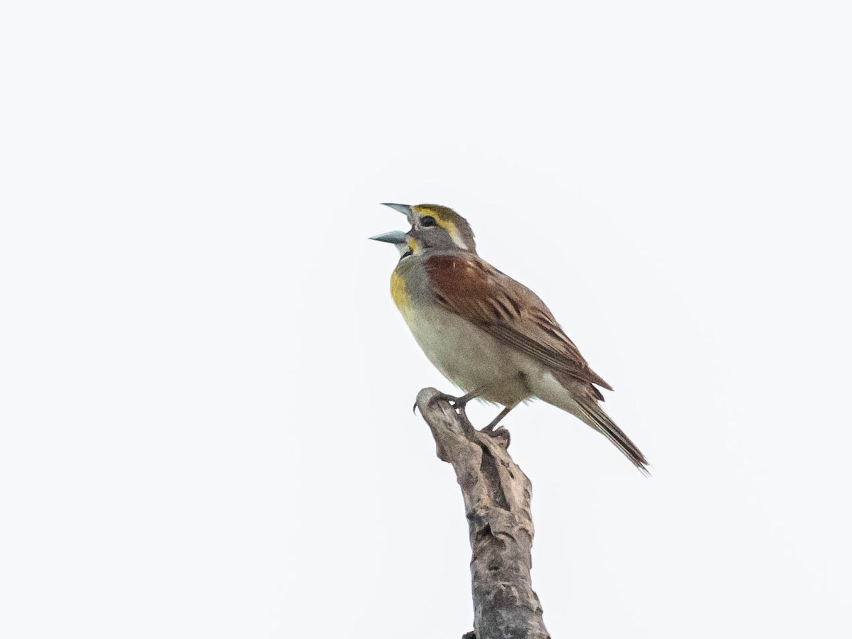 Dickcissel - ML638981712