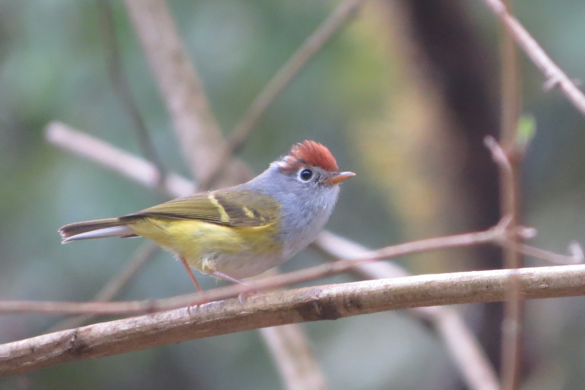 Chestnut-crowned Warbler - ML638981722
