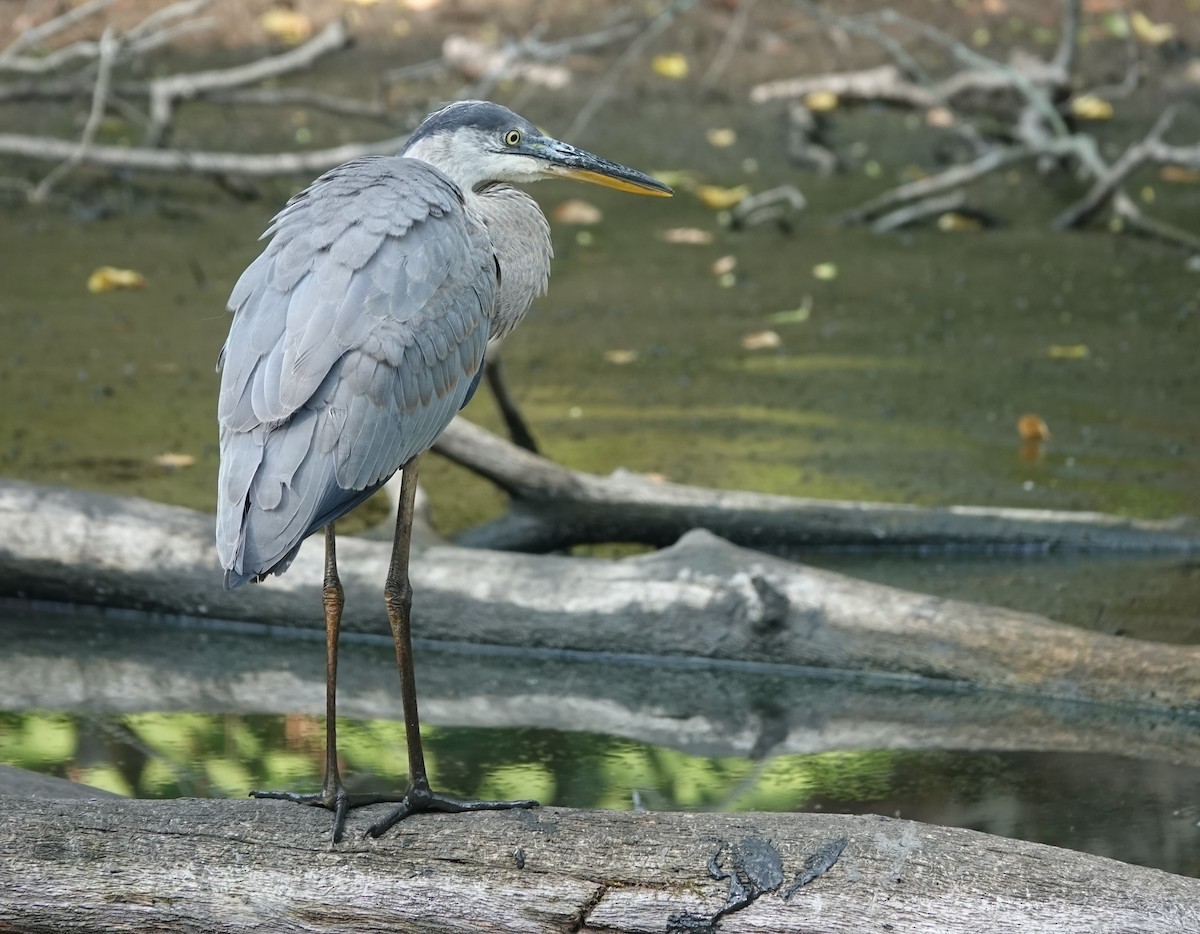 Great Blue Heron - ML638981725