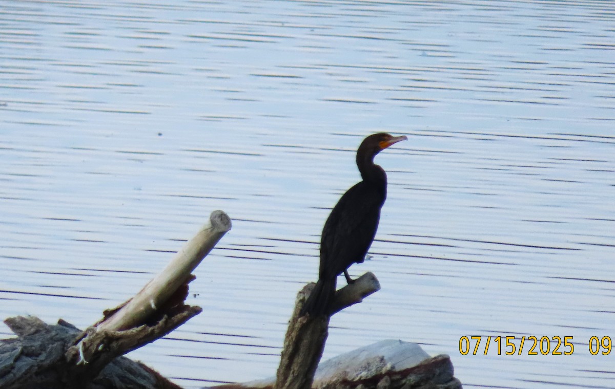 Double-crested Cormorant - ML638981727