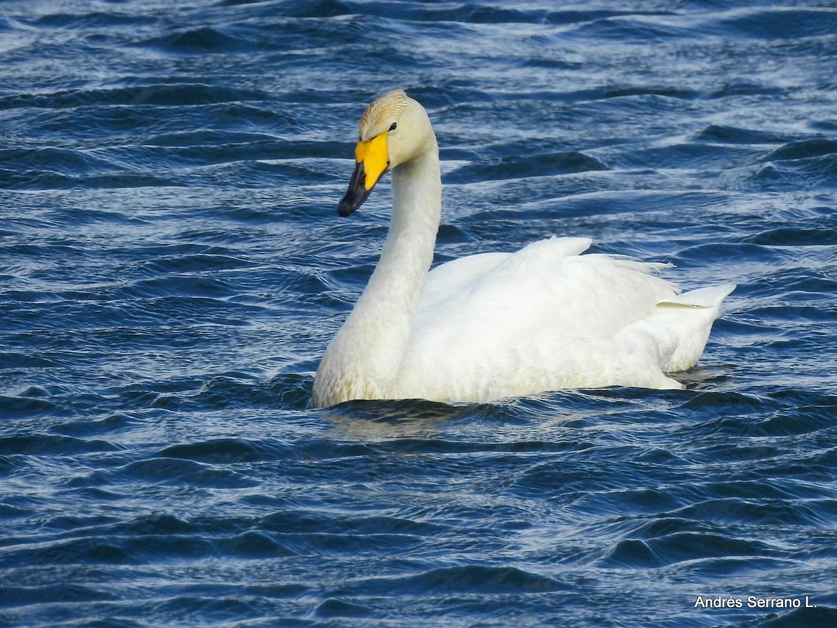 Cigno selvatico - ML638981737
