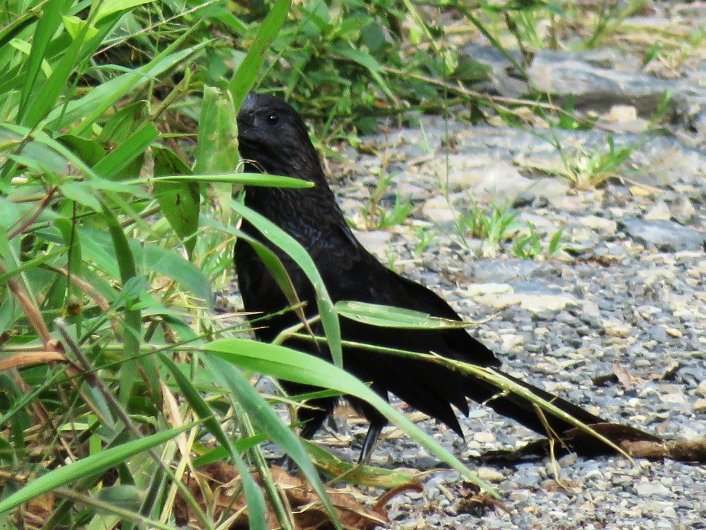 Smooth-billed Ani - ML638981746