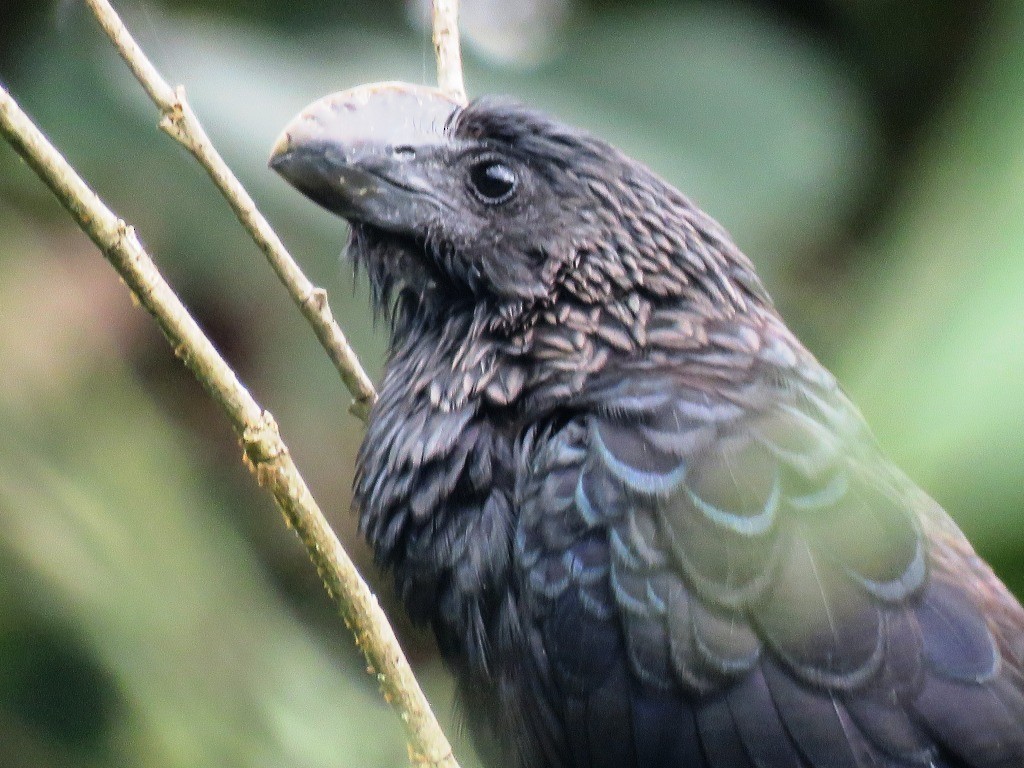Smooth-billed Ani - ML638981748