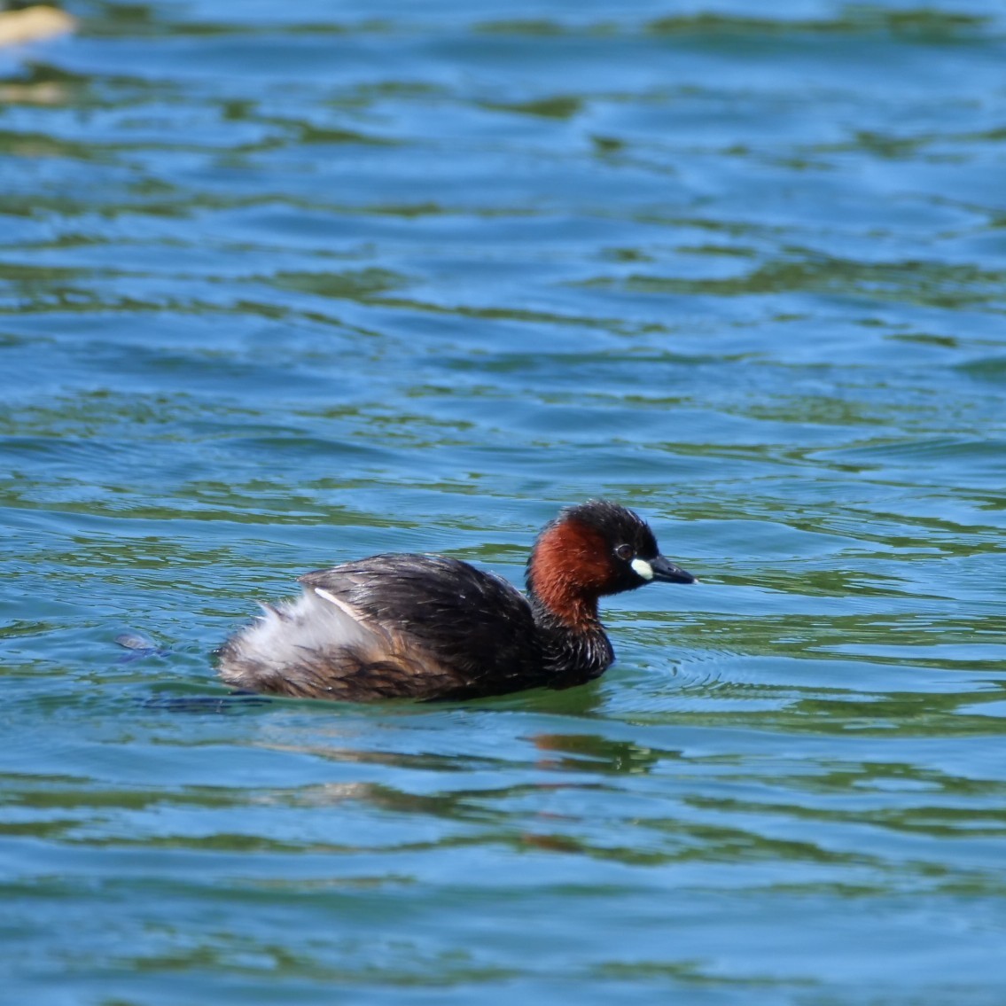Little Grebe - ML638981750