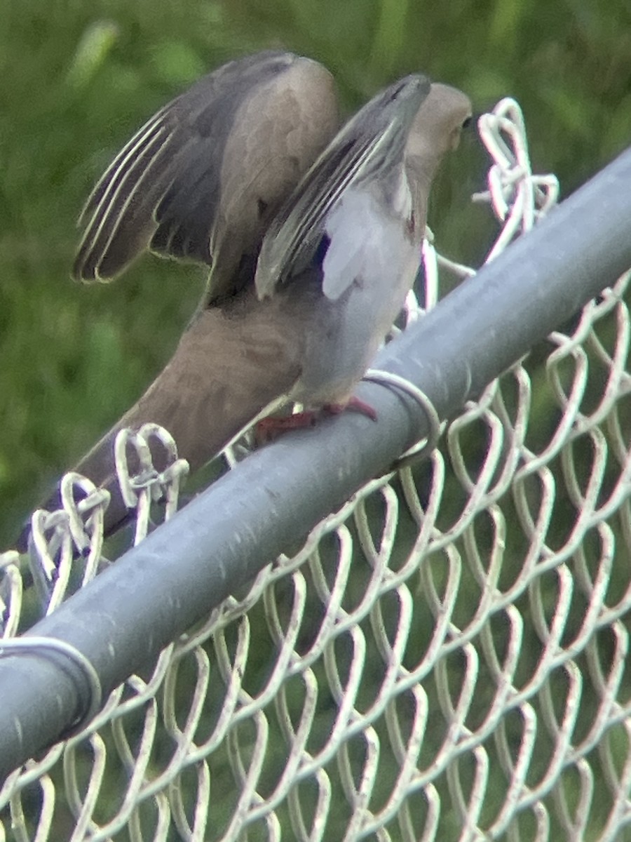 Mourning Dove - ML638981754