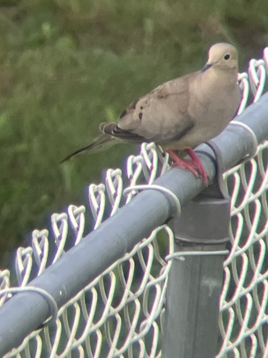 Mourning Dove - ML638981755