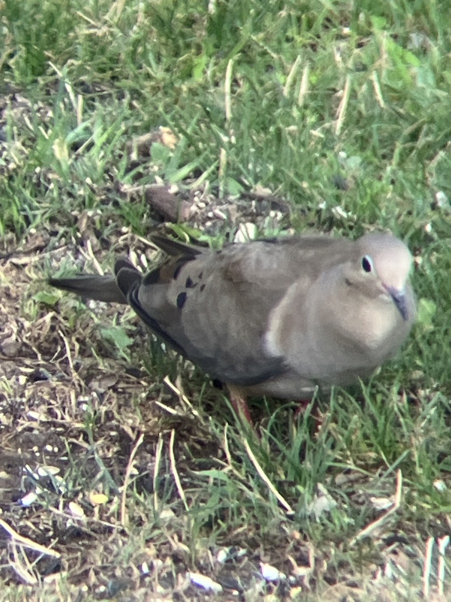 Mourning Dove - ML638981757