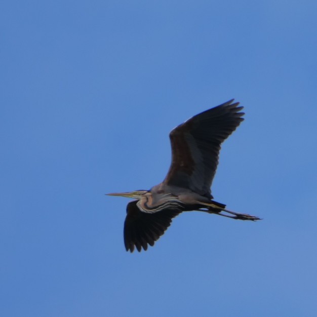 Purple Heron - ML638981759