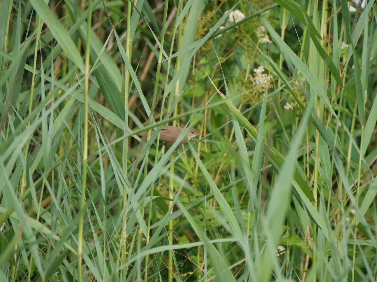 Common Reed Warbler - ML638981771