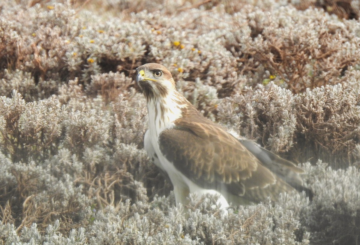 Tawny Eagle - ML638981787