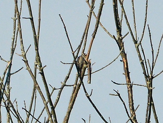 Downy Woodpecker - ML638981790