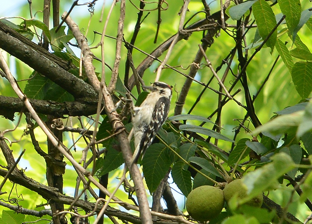 Downy Woodpecker - ML638981791
