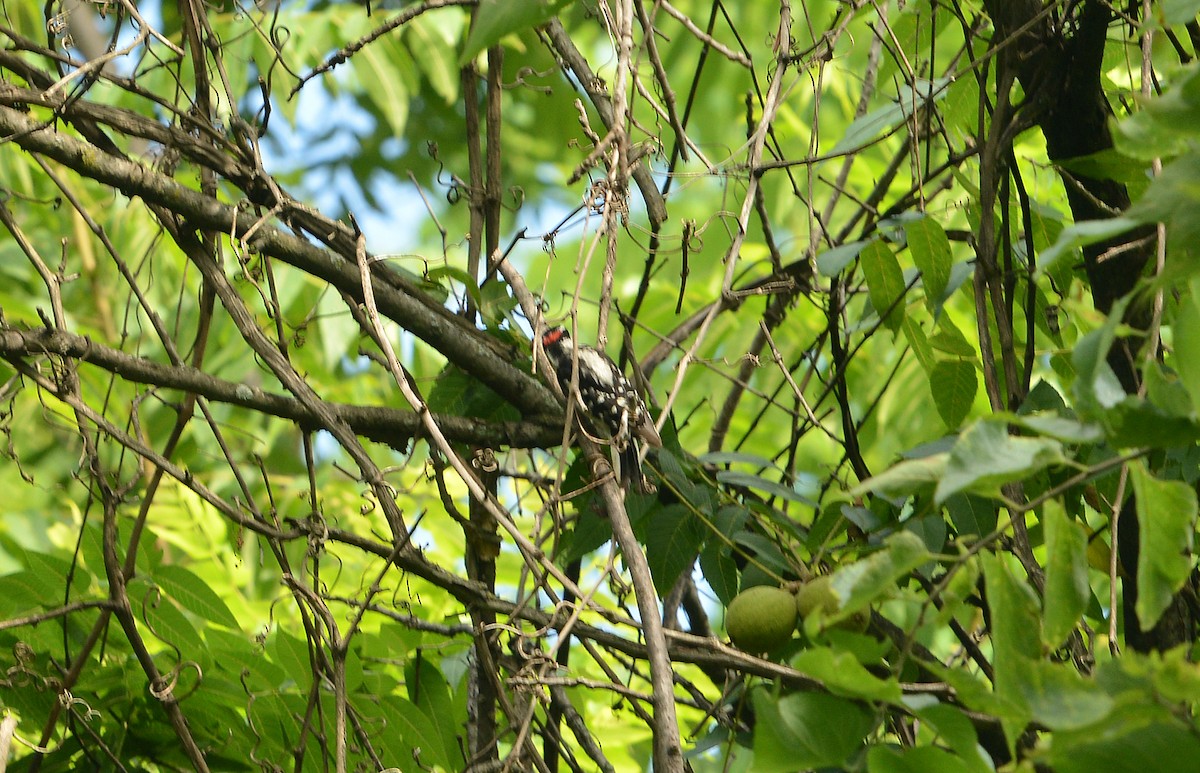Downy Woodpecker - ML638981792