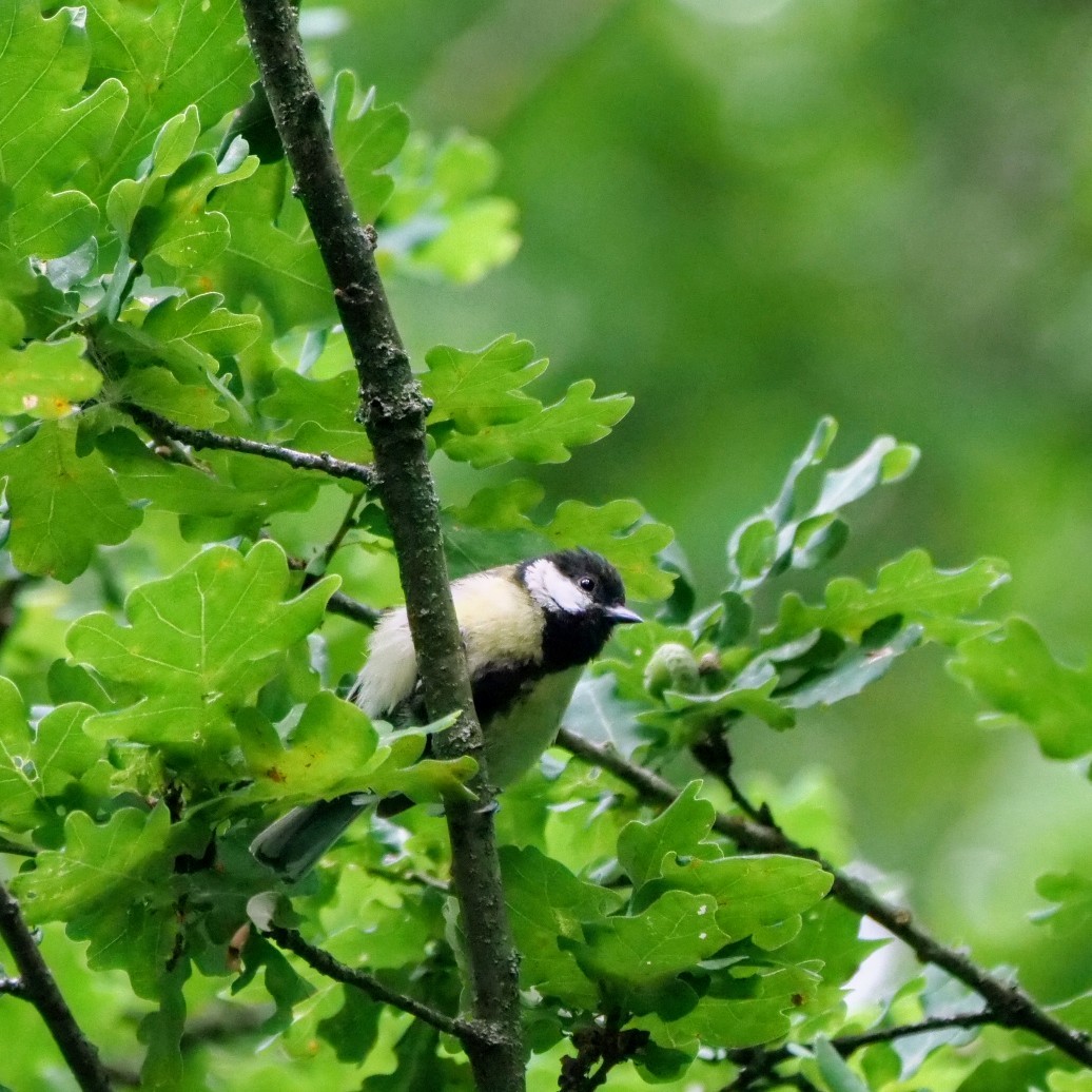 Great Tit - ML638981793