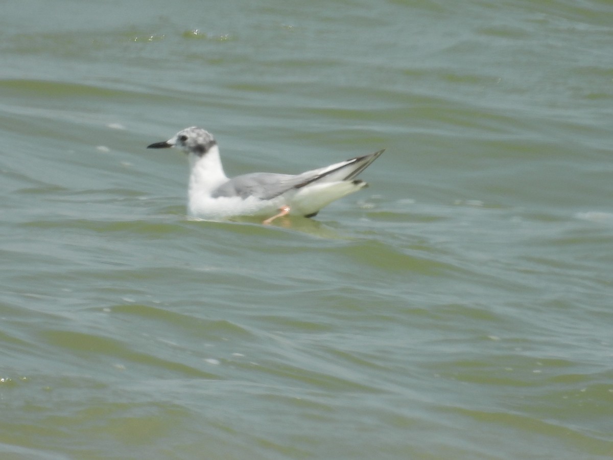 Bonaparte's Gull - ML638981796