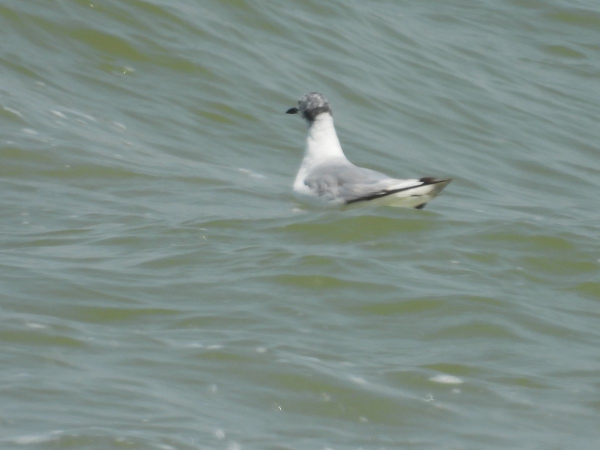 Bonaparte's Gull - ML638981797