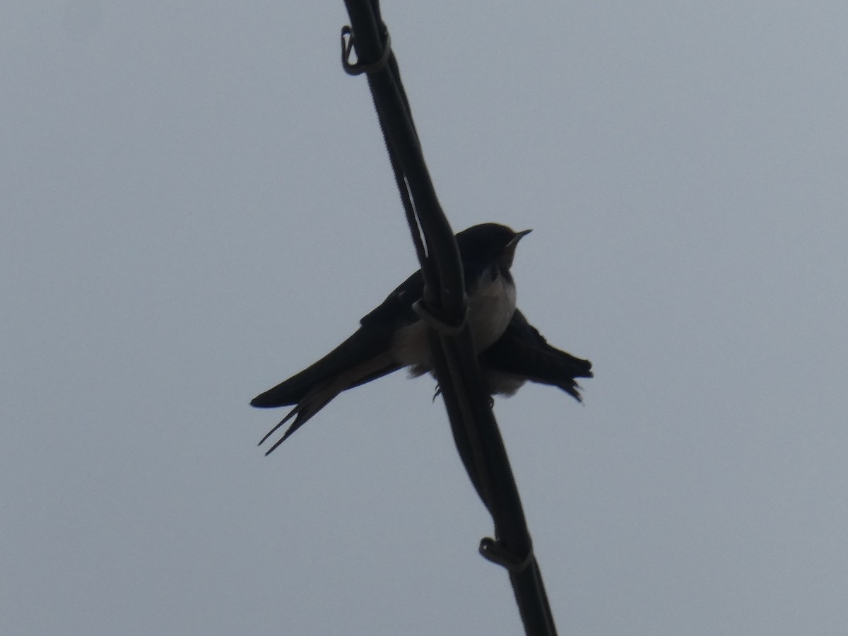 Barn Swallow - ML638981799