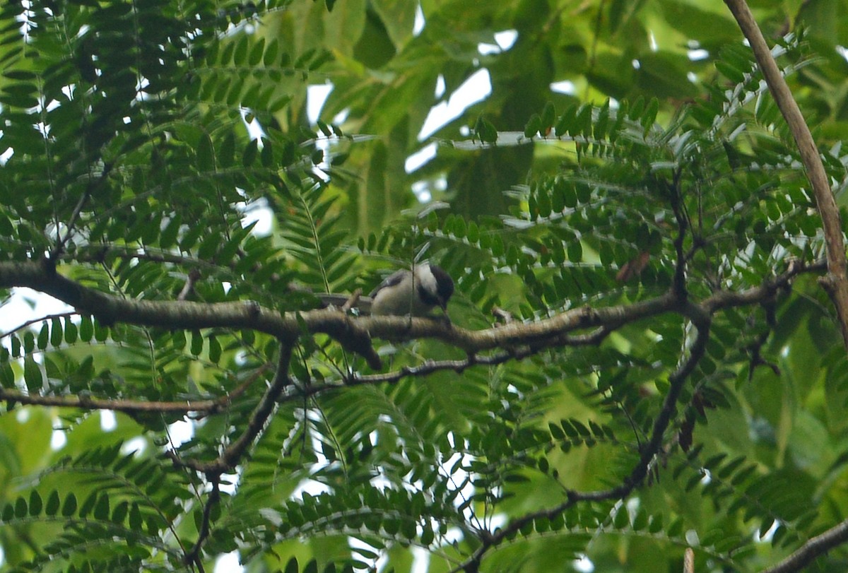 Carolina Chickadee - ML638981800