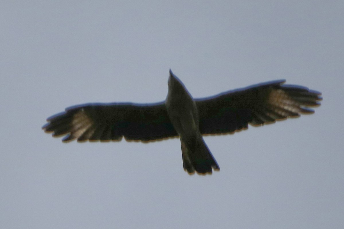 Yellow-headed Caracara - ML638981801